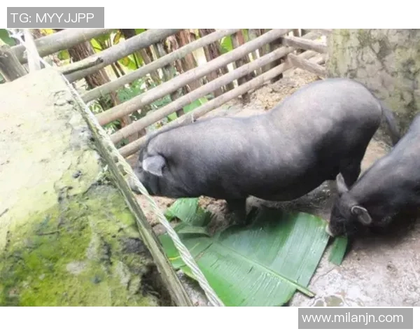 梅州五华县超冠军奖励肥猪寓意财富满满引发热议 梅州五华县超冠军奖励肥猪寓意财富满满引发热议